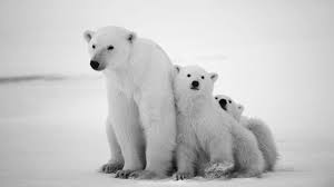 Group of Polar Bears